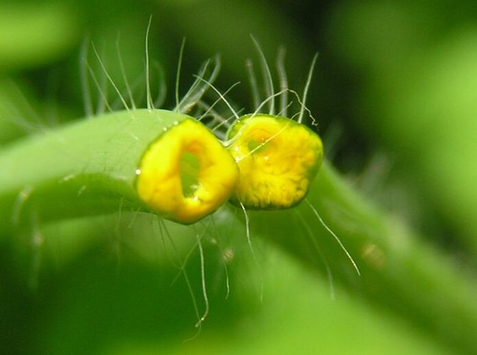 biljka celandina za uklanjanje papiloma na vratu